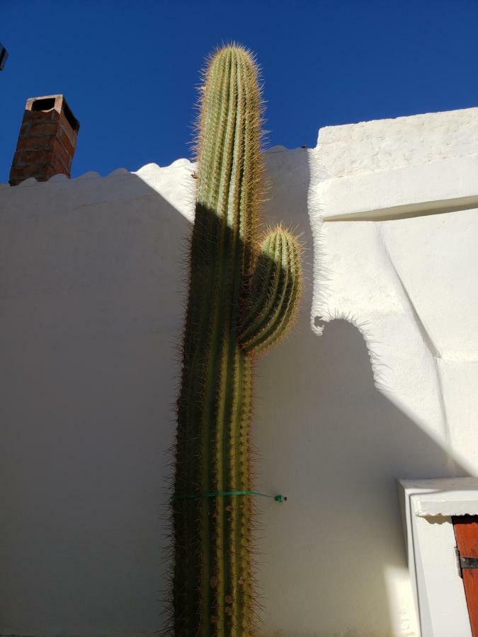 Casa Cactus Cafayate Hotel Bagian luar foto